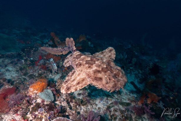 A camouflaged wobbegong shark rests on a coral reef