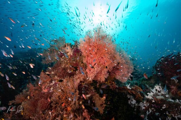 Schools of colorful reef fish swirl around soft coral in Raja Ampat