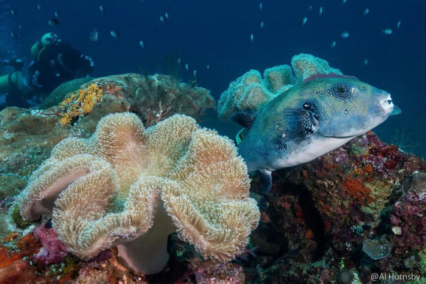 A pufferfish swims past a giant clam coral on a reef