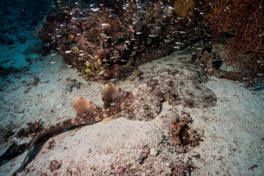 Scuba tanks lined up on the covered dive deck of a liveaboard