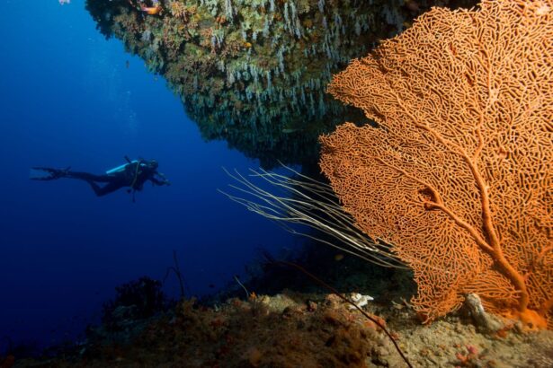 Two nurse sharks rest on the sandy seabed during a night dive