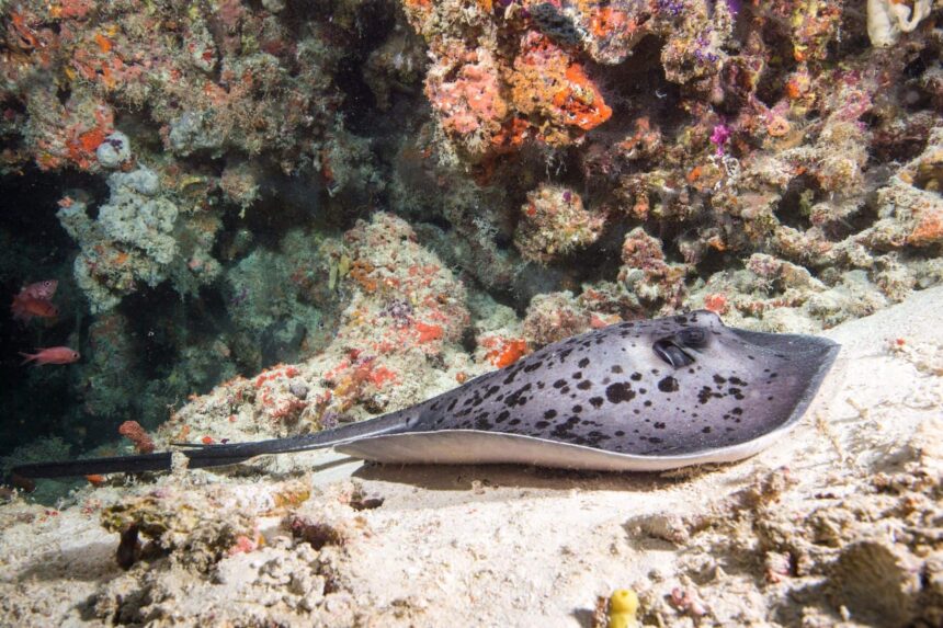 A black-spotted stingray resting on the sand beside a colourful coral reef wall
