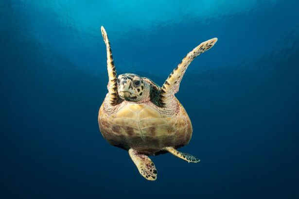 A green sea turtle swimming toward the camera in open water