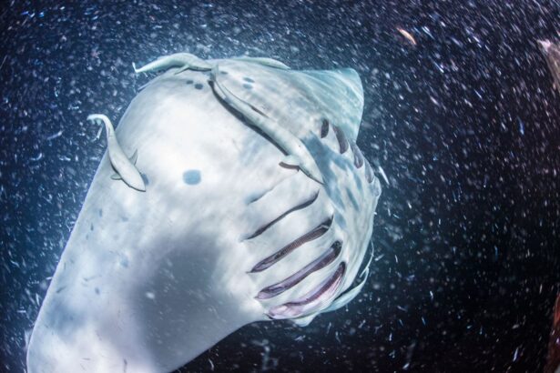 A manta ray filtering plankton with its mouth wide open underwater