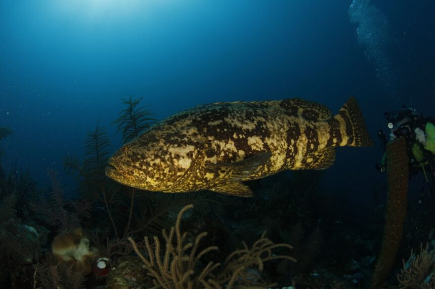 A large goliath grouper swimming past a diver near a coral reef