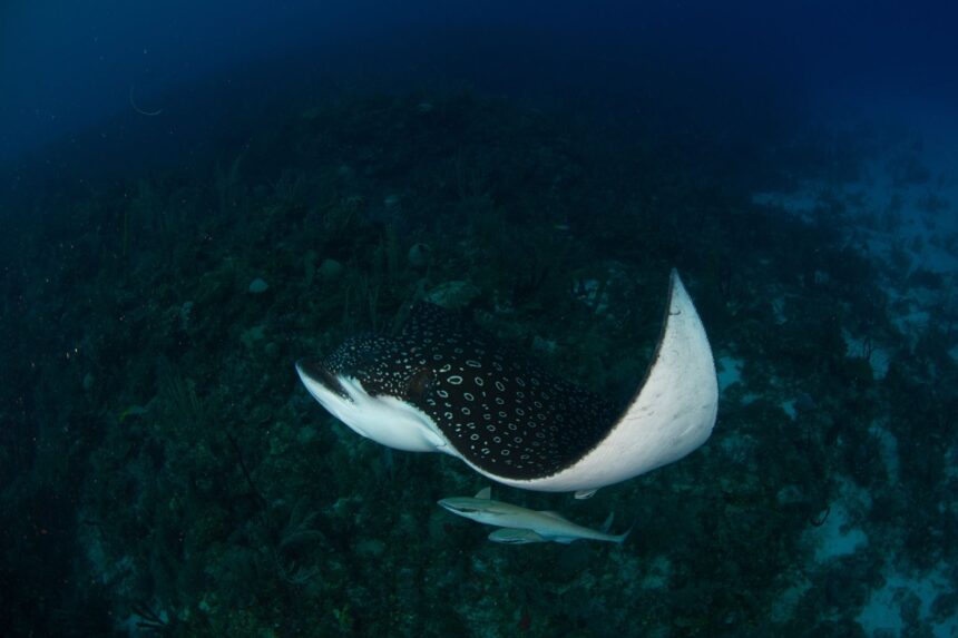 A spotted eagle ray gliding over a reef with a small fish swimming below it