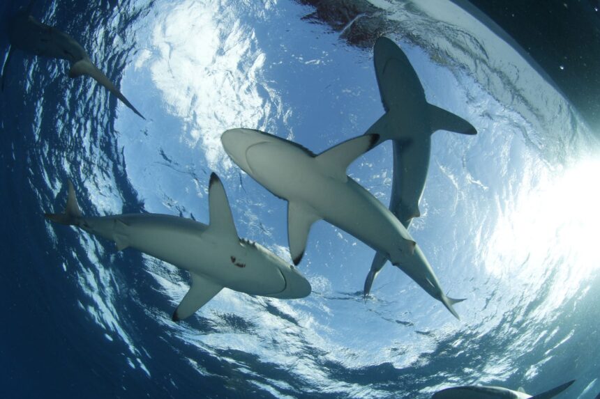 A group of silky sharks circling just below the surface