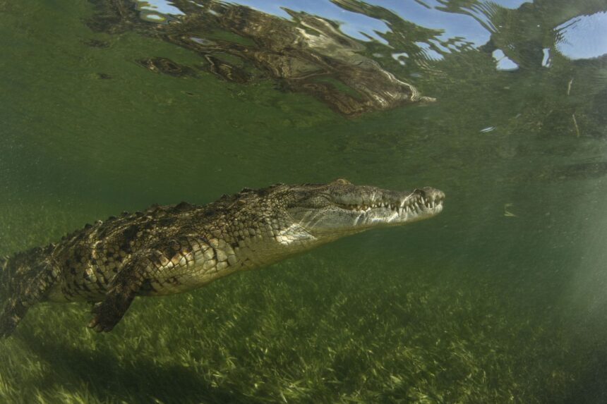 A saltwater crocodile swimming just below the surface in shallow green water