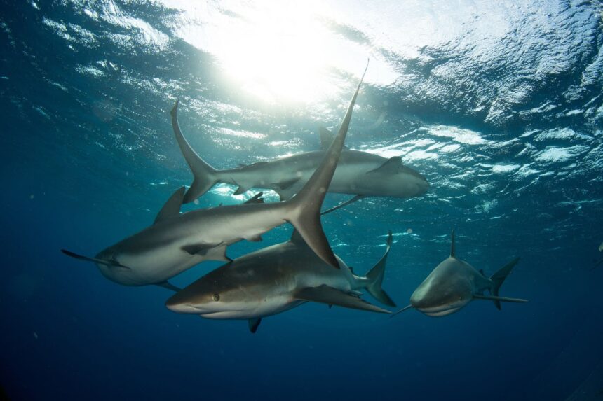 Four reef sharks swimming together beneath the sunlit surface