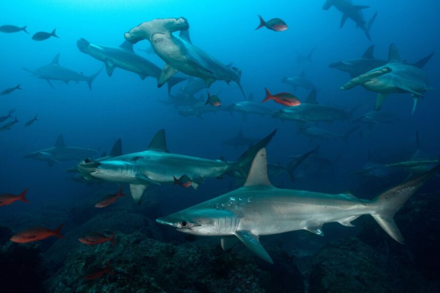 A diver silhouetted beside a large shark swimming near the surface