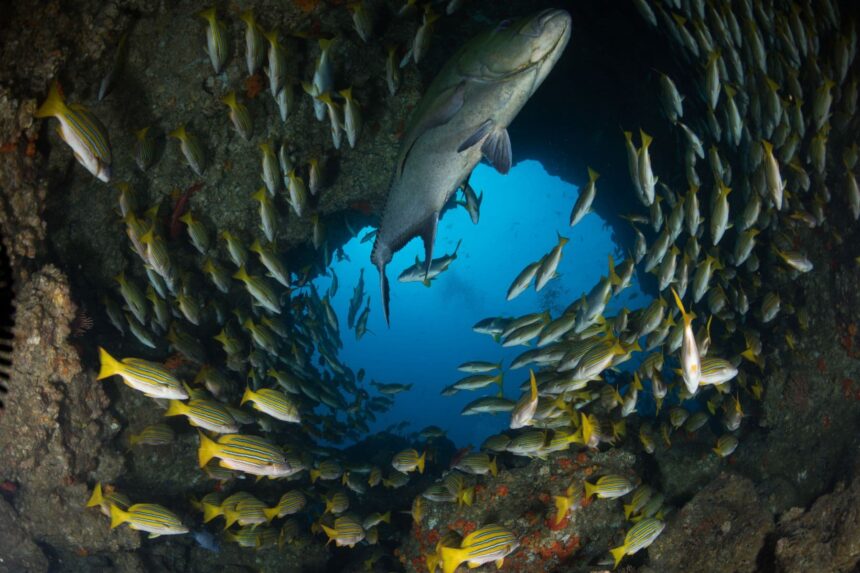 A shark glides past dense schools of snapper inside a rocky reef swim-through