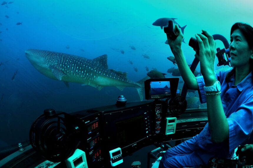 A whale shark passes the DeepSee submersible's viewing dome as a passenger photographs it