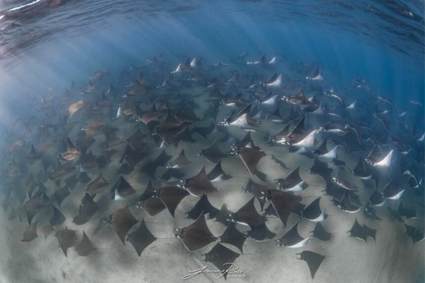 A large school of mobula rays swims together beneath the surface