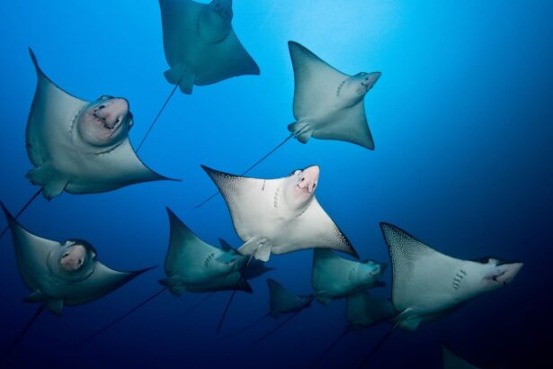 A school of spotted eagle rays glides together through open water