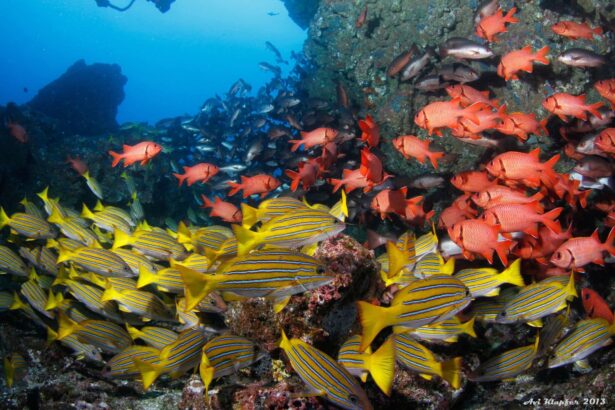 Schools of yellow snapper and red soldierfish crowd a coral wall near a wreck