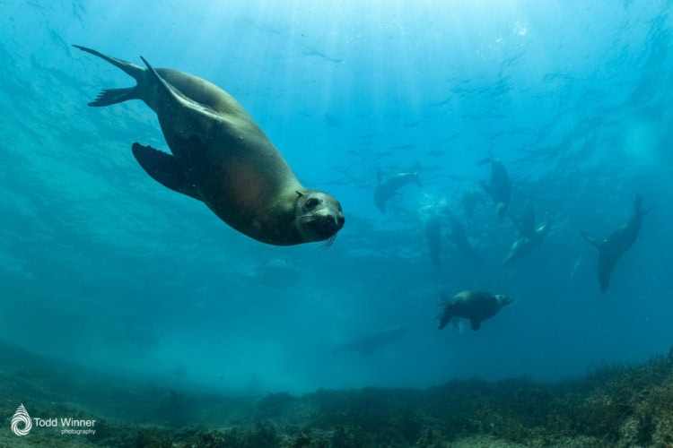 A sea lion dives toward the camera with others swimming behind it