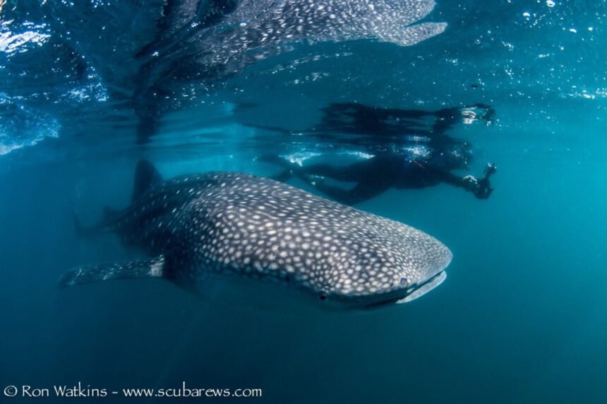 Snorkelers swim alongside a whale shark near the surface