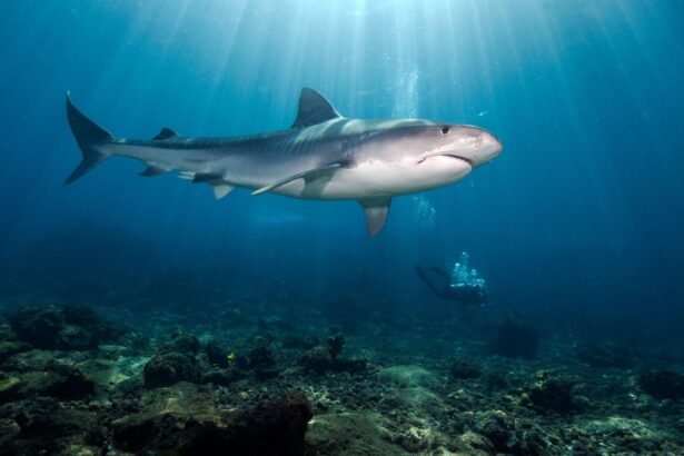 A tiger shark cruises over the reef as a diver watches from a distance