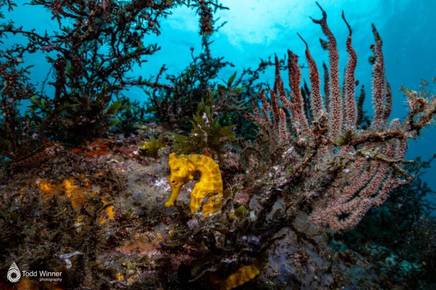 A yellow seahorse clings to soft coral on the reef