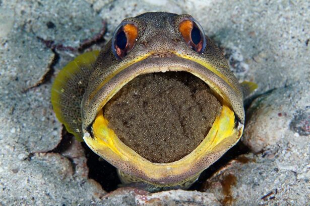 A jawfish peers out of its burrow with a mouthful of eggs
