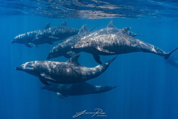 Pod of dolphins swimming together near the surface in the Sea of Cortez