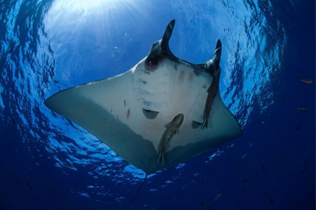 Giant manta ray gliding overhead with sunlight streaming through the water