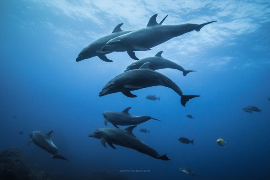 Group of dolphins swimming through blue water alongside reef fish
