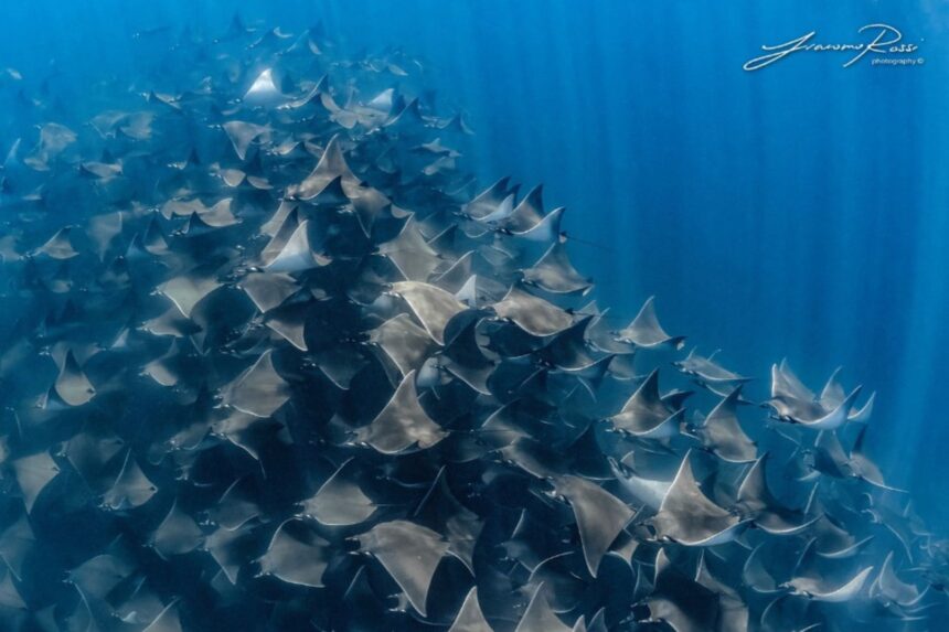 Large school of eagle rays swimming together in open water