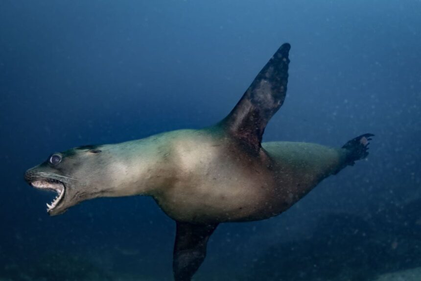 Sea lion swimming with mouth open showing its teeth underwater