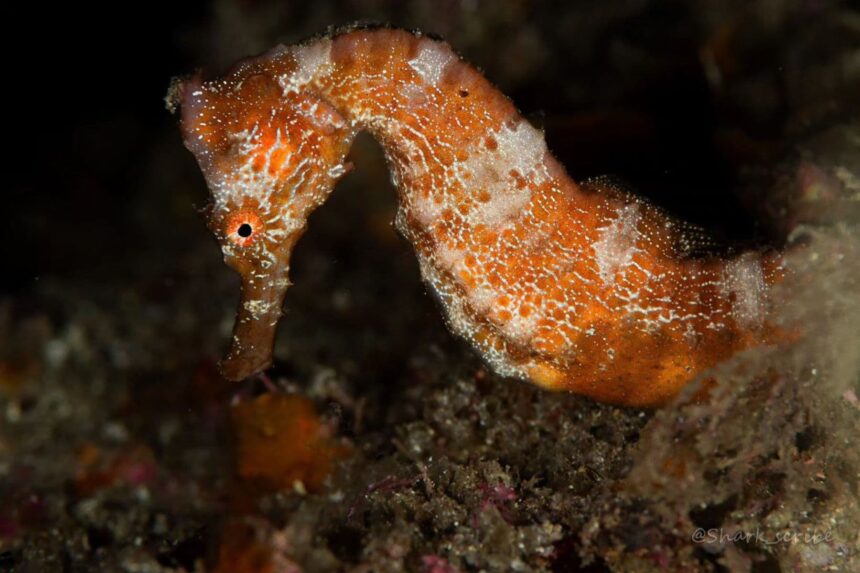 Orange seahorse clinging to coral rubble on a night dive