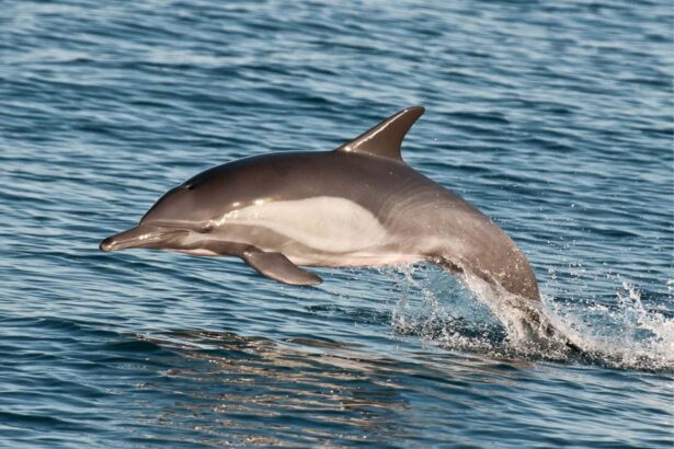 Dolphin leaping out of the water alongside the Rocio del Mar itinerary