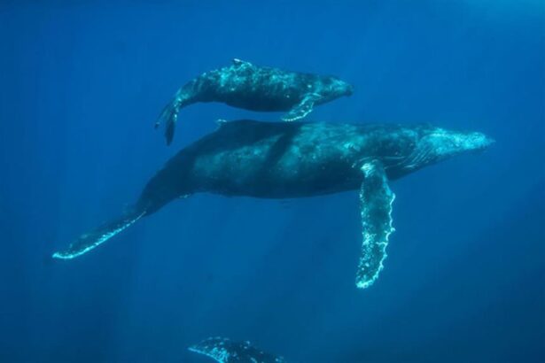 Humpback whale and calf swimming together in blue water