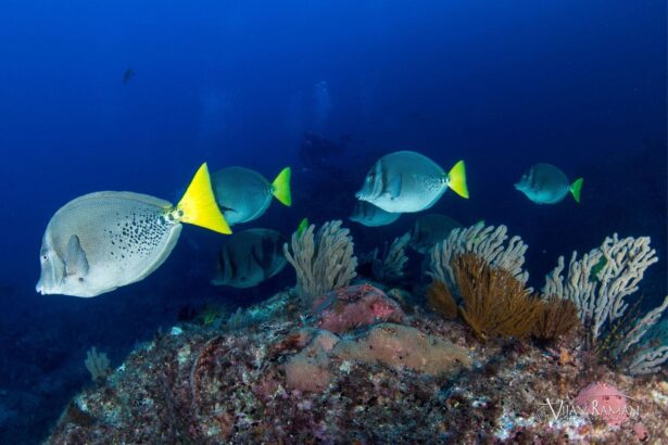 School of yellowtail surgeonfish swimming over a coral reef