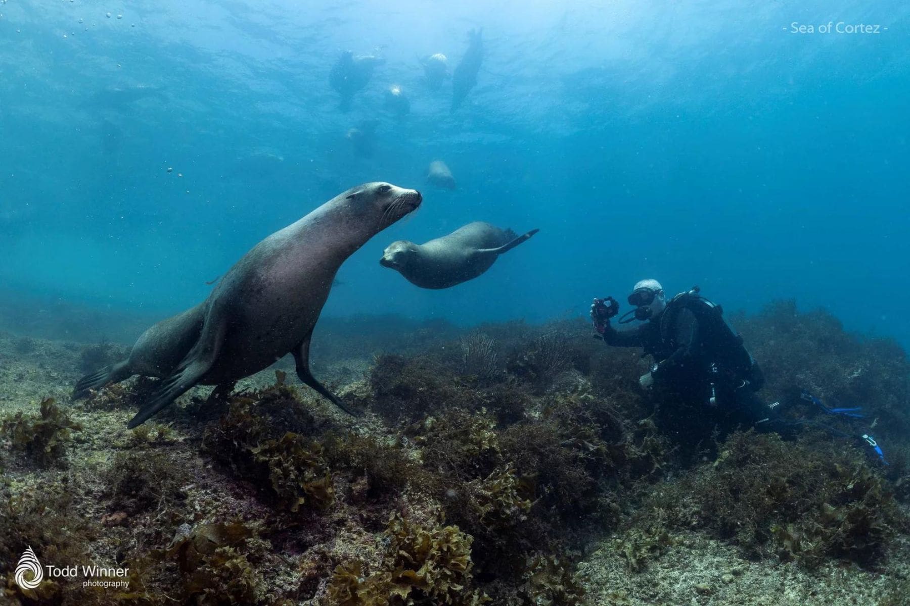 diver photographing two sea lions on a rocky seabed in the Sea of Cortez