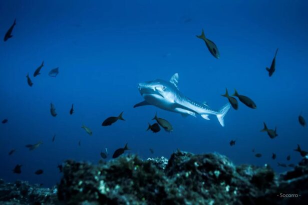 Tiger shark cruising over a reef surrounded by schooling fish in Socorro