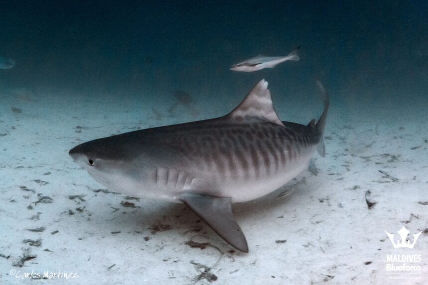 Tiger shark swimming close to a sandy reef bottom in the Maldives