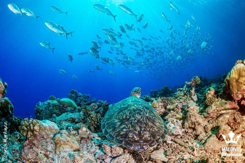 Green sea turtle resting on a reef beneath a large school of jackfish