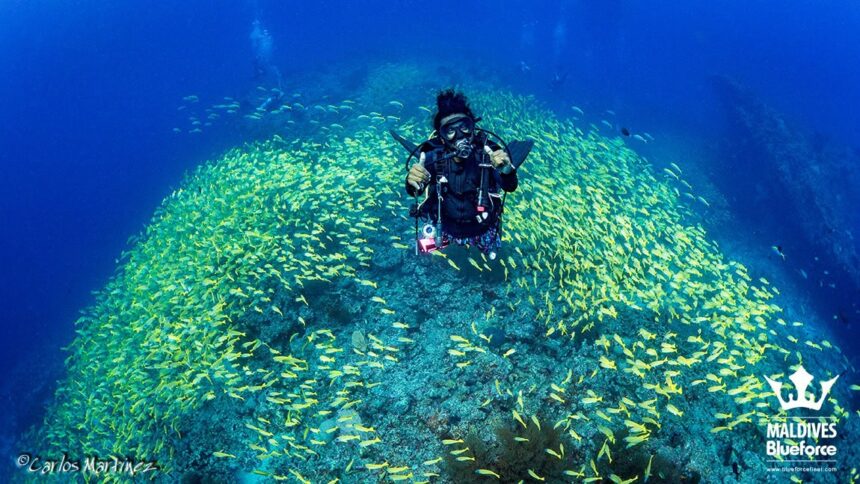 Diver surrounded by a dense school of yellow fusiliers over a reef