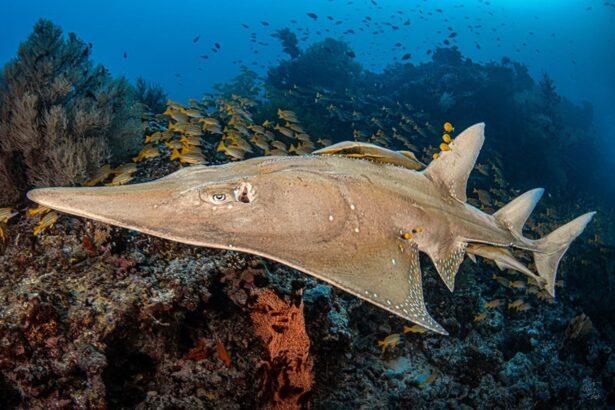 Guitar shark resting on the reef surrounded by schooling yellow snapper