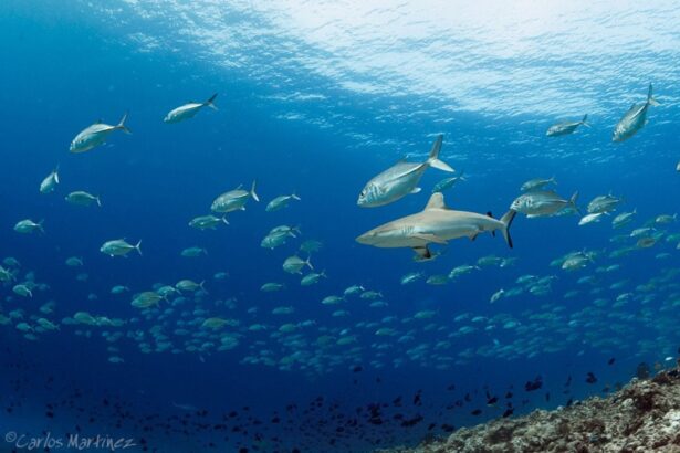 Grey reef shark cruising past a school of jacks on a Maldives drift dive