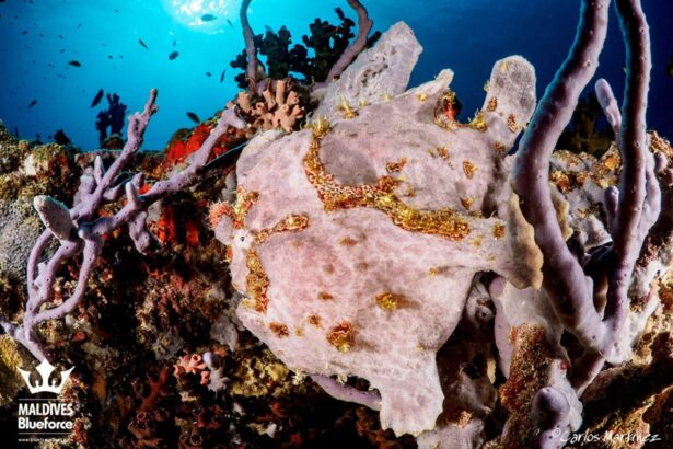 Pink frogfish camouflaged against sponges on a Maldives reef