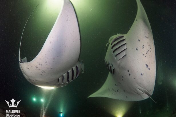 Two large manta rays gliding over a Maldives reef at night
