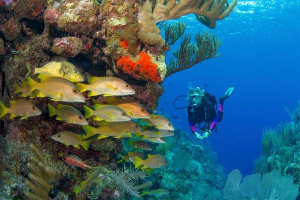 Diver hovering beside a coral wall crowded with yellow snapper in the Galapagos