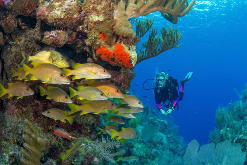 Diver hovering beside a coral wall crowded with yellow snapper in the Galapagos