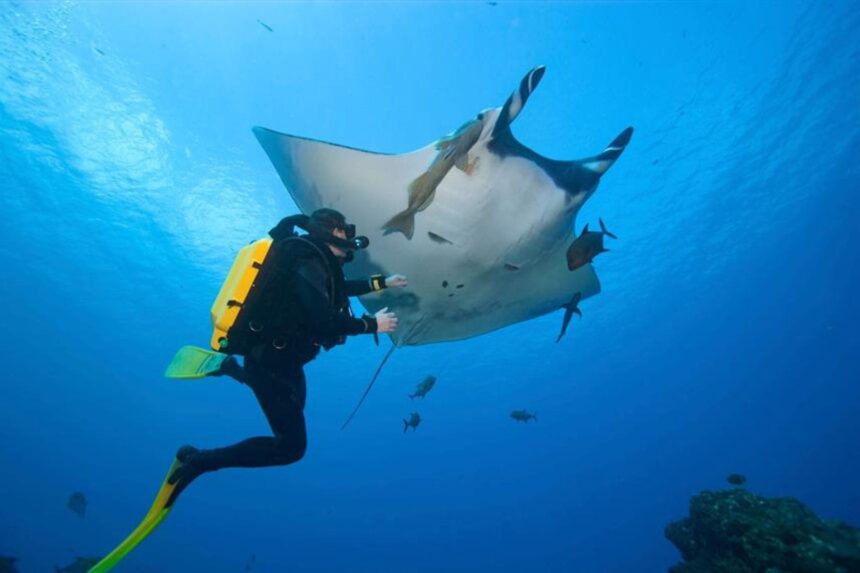 Scuba diver swimming alongside a large manta ray in clear blue water