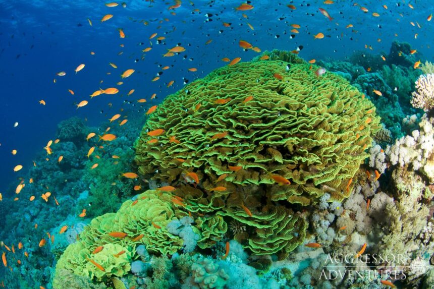 Table coral covered in orange anthias fish on a Red Sea reef