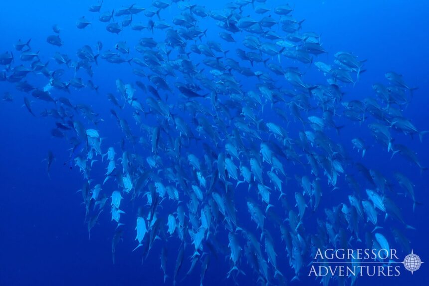 Large school of jacks swimming in deep blue Red Sea water