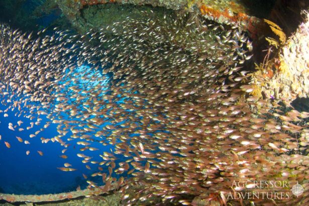 Dense school of glassfish swirling inside a Red Sea wreck opening