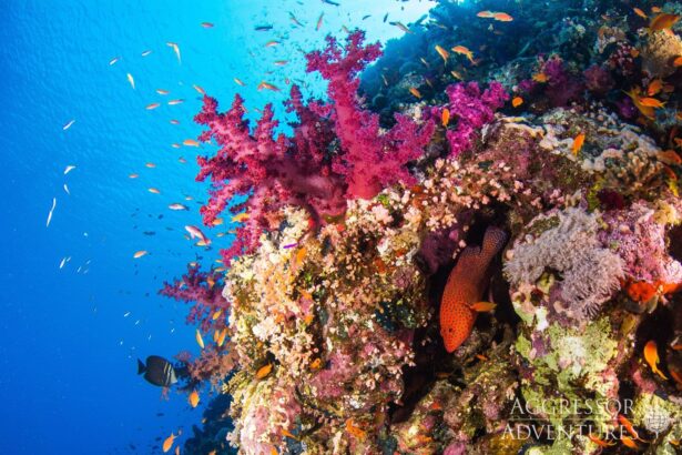 Colorful soft corals and a coral grouper on a Red Sea reef wall