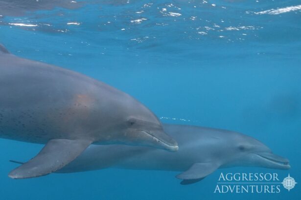 Two bottlenose dolphins swimming close together near the surface in the Red Sea
